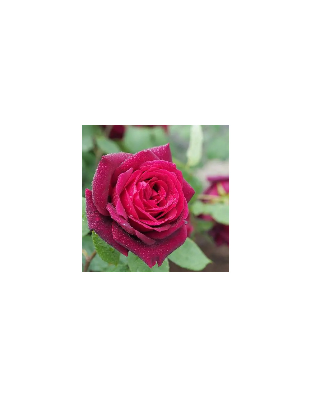 image_7