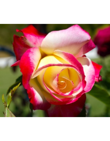 image_4