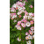 img-20260415-wa0038