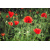 img-20260417-wa0009