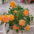 img-20260423-wa0017